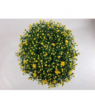 Chrysanthemum
