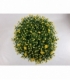 Chrysanthemum