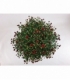 Chrysanthemum