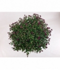 Chrysanthemum