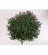 Chrysanthemum