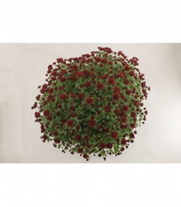 Chrysanthemum