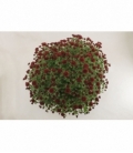 Chrysanthemum