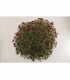 Chrysanthemum
