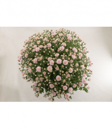 Chrysanthemum