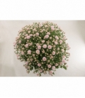 Chrysanthemum