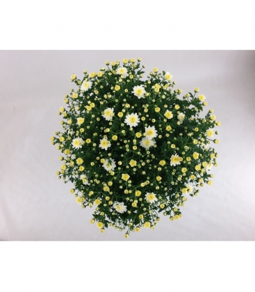 Chrysanthemum