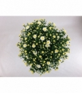 Chrysanthemum