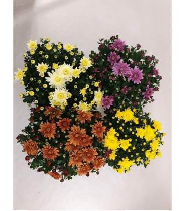 Chrysanthemum