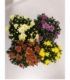 Chrysanthemum