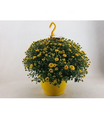 Chrysanthemum