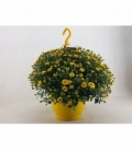 Chrysanthemum