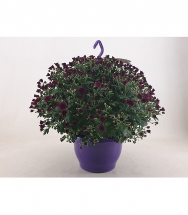 Chrysanthemum