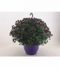 Chrysanthemum