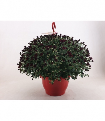 Chrysanthemum