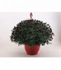 Chrysanthemum