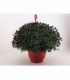 Chrysanthemum
