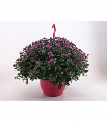 Chrysanthemum