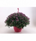 Chrysanthemum