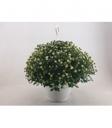 Chrysanthemum