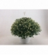Chrysanthemum