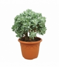 Crassula