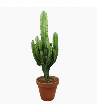 Euphorbia
