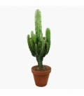 Euphorbia