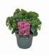 Sedum