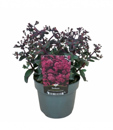 Sedum
