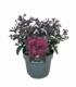 Sedum