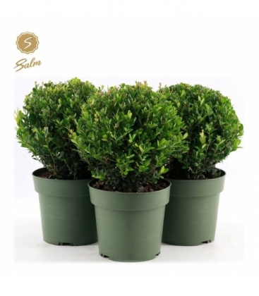 Ilex