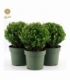 Ilex