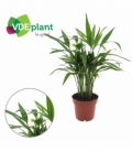 Dypsis