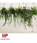 Aeschynanthus