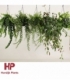 Aeschynanthus