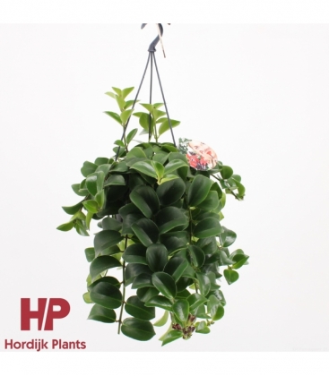 Aeschynanthus