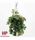 Aeschynanthus