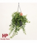 Aeschynanthus