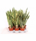 Sansevieria