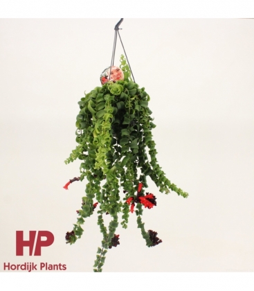 Aeschynanthus