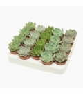 Echeveria