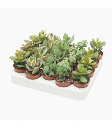 Crassula