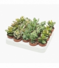 Crassula