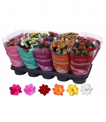 Kalanchoe