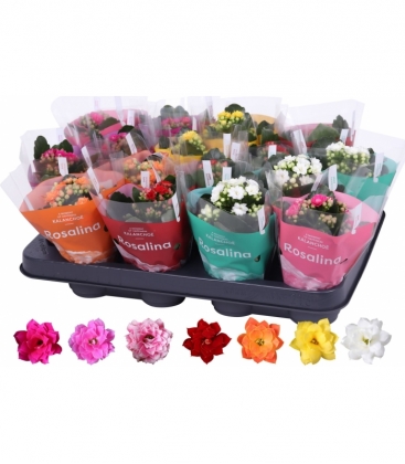 Kalanchoe