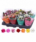 Kalanchoe