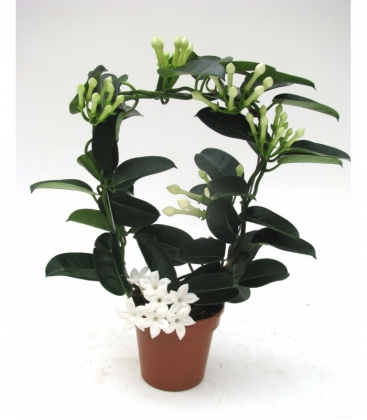 Stephanotis