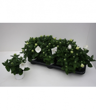 Platycodon
