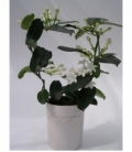 Stephanotis